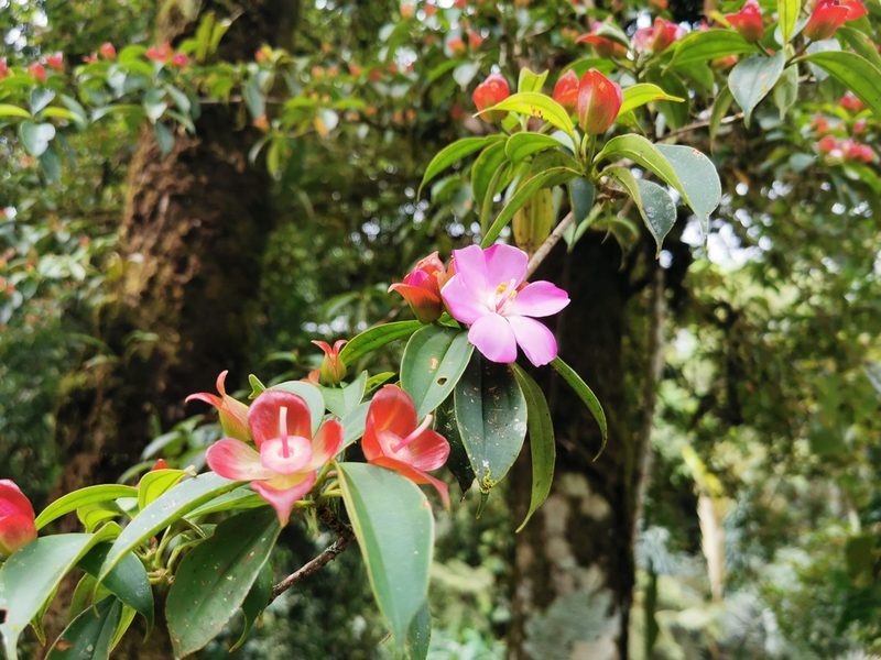 Blakea litoralis, photographed by Elías Torres Arroyo