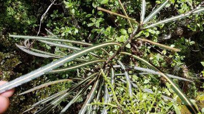 Pseudopanax linearis, photographed by Brett Sandford