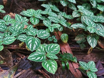 Impatiens marianae, photographed by Elías Torres Arroyo