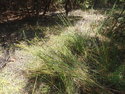 Lepidosperma australe, photographed by Jenny Christianson