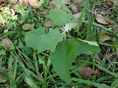 Solanum paniculatum, photographed by Helio Lourencini