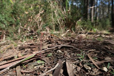 Cyrtostylis reniformis, photographed by Cowirrie