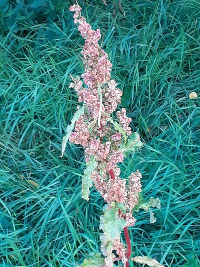 Rumex longifolius, photographed by María May