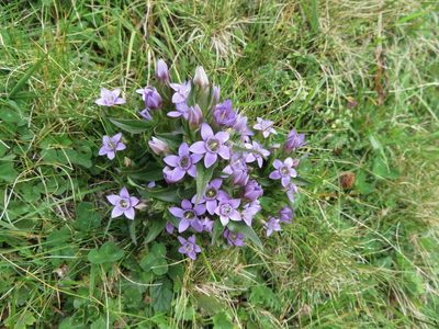 Gentianella anisodonta, photographed by Marco Mussita