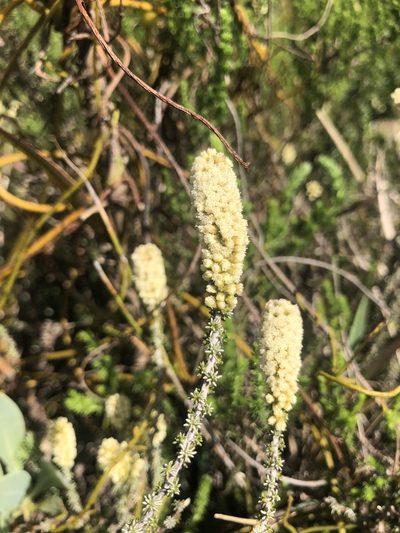 Ifloga repens, photographed by Sean Privett