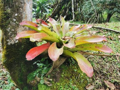 Aechmea mexicana, photographed by Elías Torres Arroyo