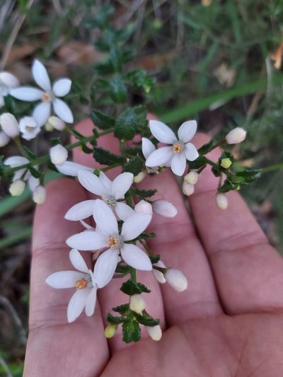Philotheca hispidula, photographed by Tim