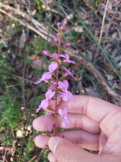 Stylidium productum, photographed by Tim