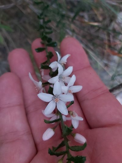 Philotheca hispidula, photographed by Tim
