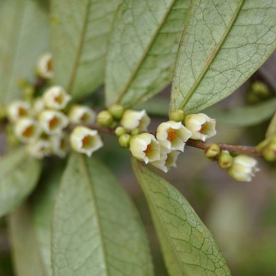 Eurya acuminata, photographed by Abu Hamas