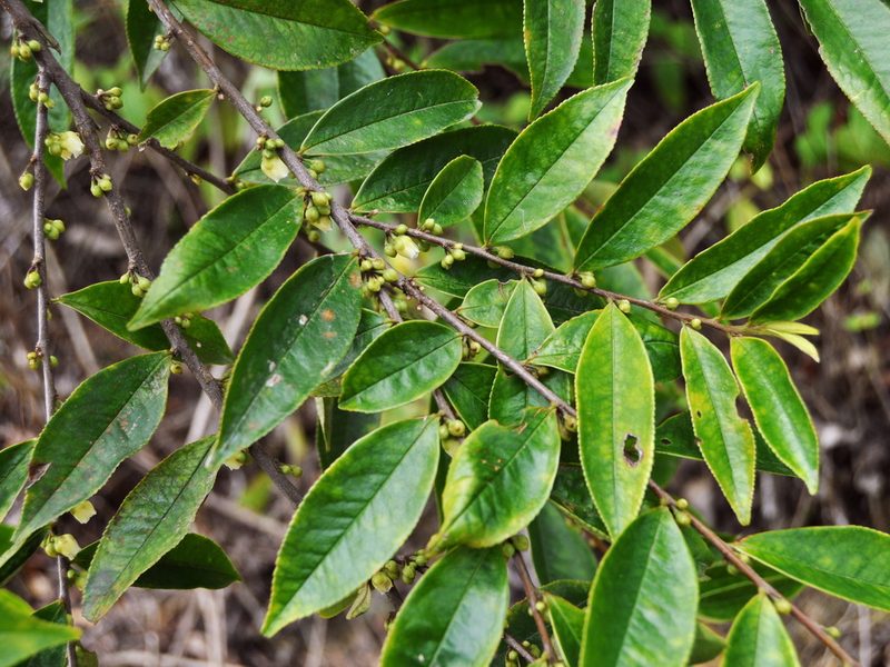 Eurya acuminata, photographed by Abu Hamas