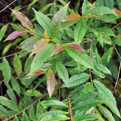 Eurya acuminata, photographed by Abu Hamas