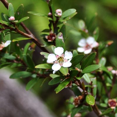 Leptospermum javanicum, photographed by Abu Hamas