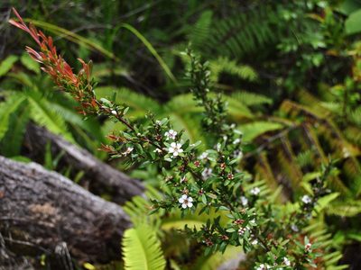 Leptospermum javanicum, photographed by Abu Hamas