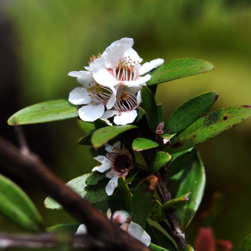 Leptospermum javanicum, photographed by Abu Hamas