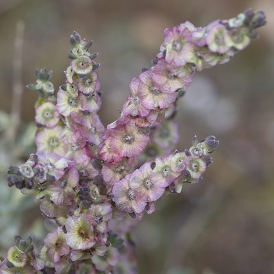 Maireana trichoptera, photographed by Kym Nicolson
