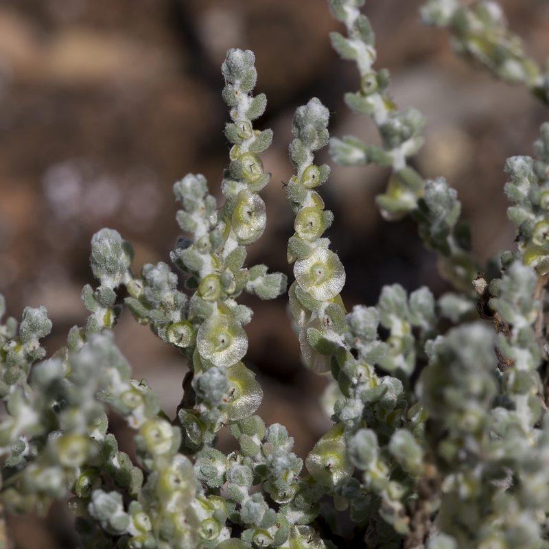 Maireana radiata, photographed by Kym Nicolson