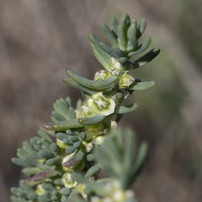 Maireana pentatropis, photographed by Kym Nicolson