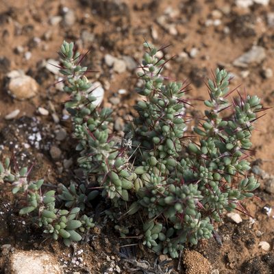Sclerolaena brevifolia, photographed by Kym Nicolson