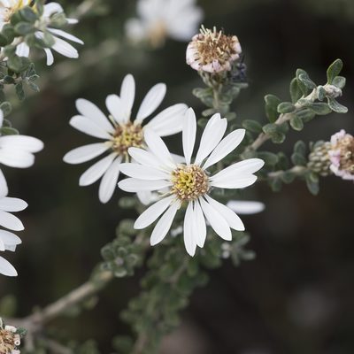 Olearia pimeleoides, photographed by Kym Nicolson