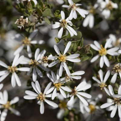 Olearia muelleri, photographed by Kym Nicolson