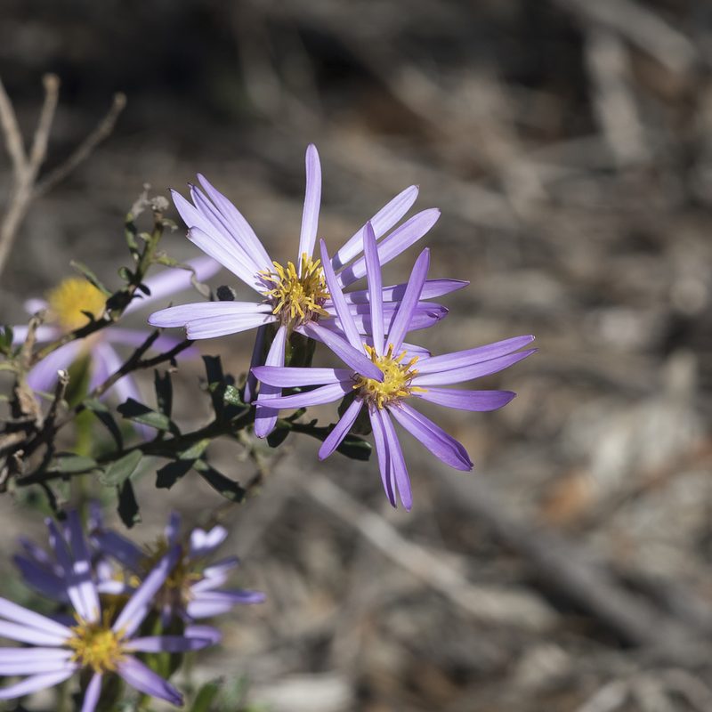 Olearia magniflora, photographed by Kym Nicolson