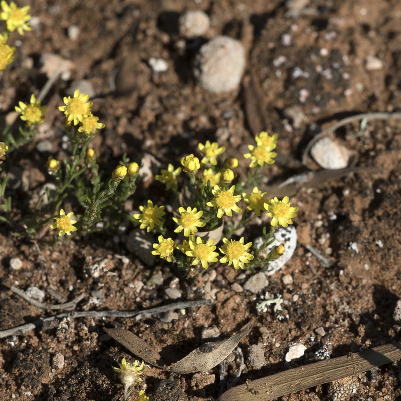 Hyalosperma semisterile, photographed by Kym Nicolson