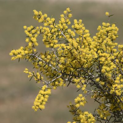 Acacia nyssophylla, photographed by Kym Nicolson