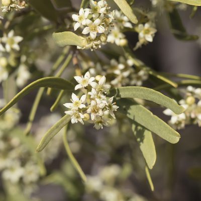 Geijera linearifolia, photographed by Kym Nicolson