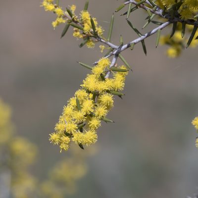 Acacia nyssophylla, photographed by Kym Nicolson