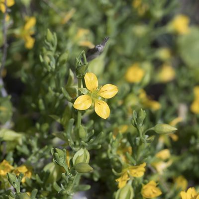 Roepera aurantiaca, photographed by Kym Nicolson