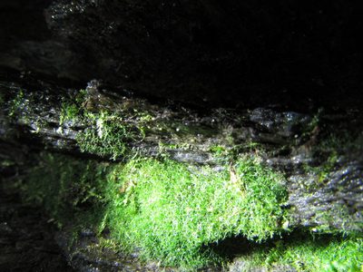 Crepidomanes intricatum, photographed by Chris Hoess