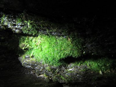 Crepidomanes intricatum, photographed by Chris Hoess