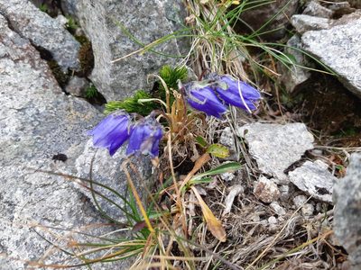 Campanula alpina, photographed by Todd Patterson