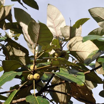 Ficus padana, photographed by Abu Hamas