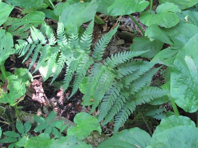Dryopteris celsa, photographed by Chris Hoess
