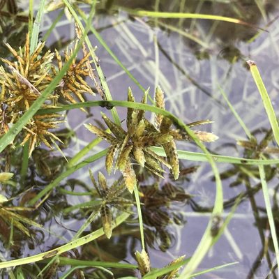 Cyperus flavescens, photographed by Summit Metro Parks