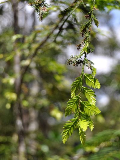 Dacrycarpus imbricatus, photographed by Abu Hamas