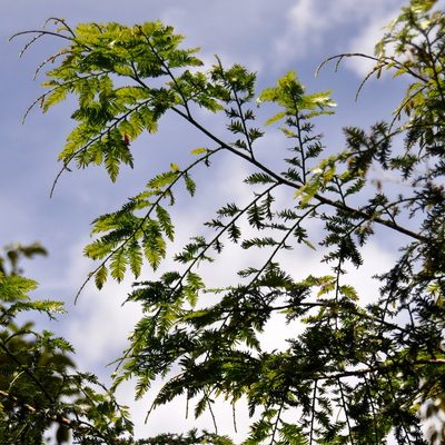 Dacrycarpus imbricatus, photographed by Abu Hamas