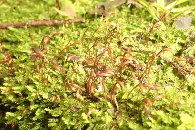 Racopilum strumiferum, photographed by John Steel