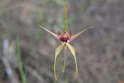 Caladenia pectinata, photographed by Em Lamond