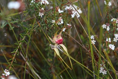 Caladenia pectinata, photographed by Em Lamond