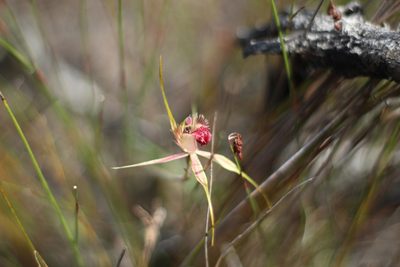 Caladenia pectinata, photographed by Em Lamond