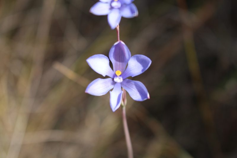 Thelymitra cornicina, photographed by Em Lamond