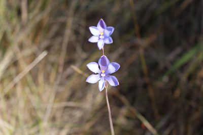 Thelymitra cornicina, photographed by Em Lamond