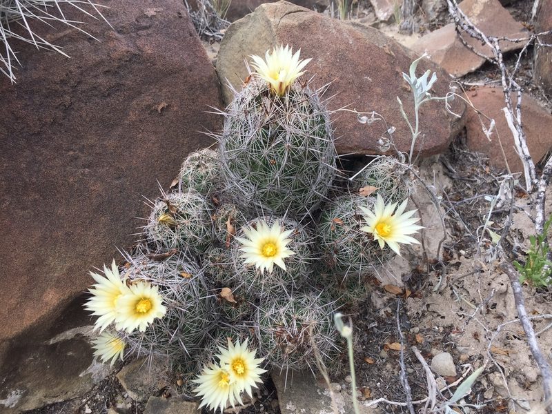 Coryphantha neglecta, photographed by Karla M. Benítez