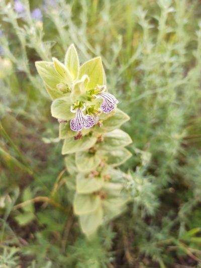 Ajuga laxmannii, photographed by Иван Ковтун Ivan Kovtun