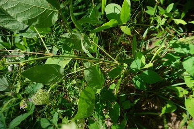 Desmodium canescens, photographed by Summit Metro Parks