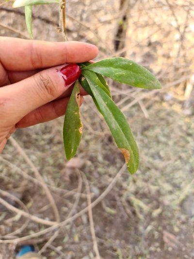 Acanthosyris falcata, photographed by Sol Quipildor