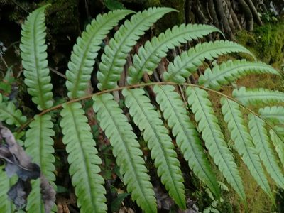 Woodwardia japonica, photographed by Rafael Medina